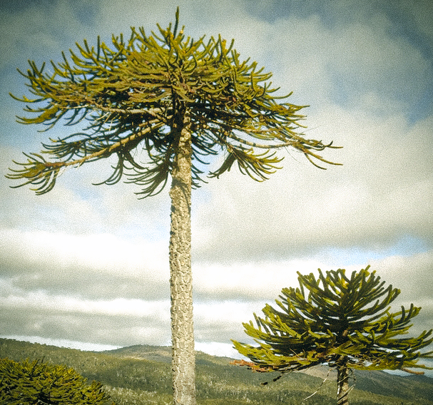 Entorno natural Araucarias